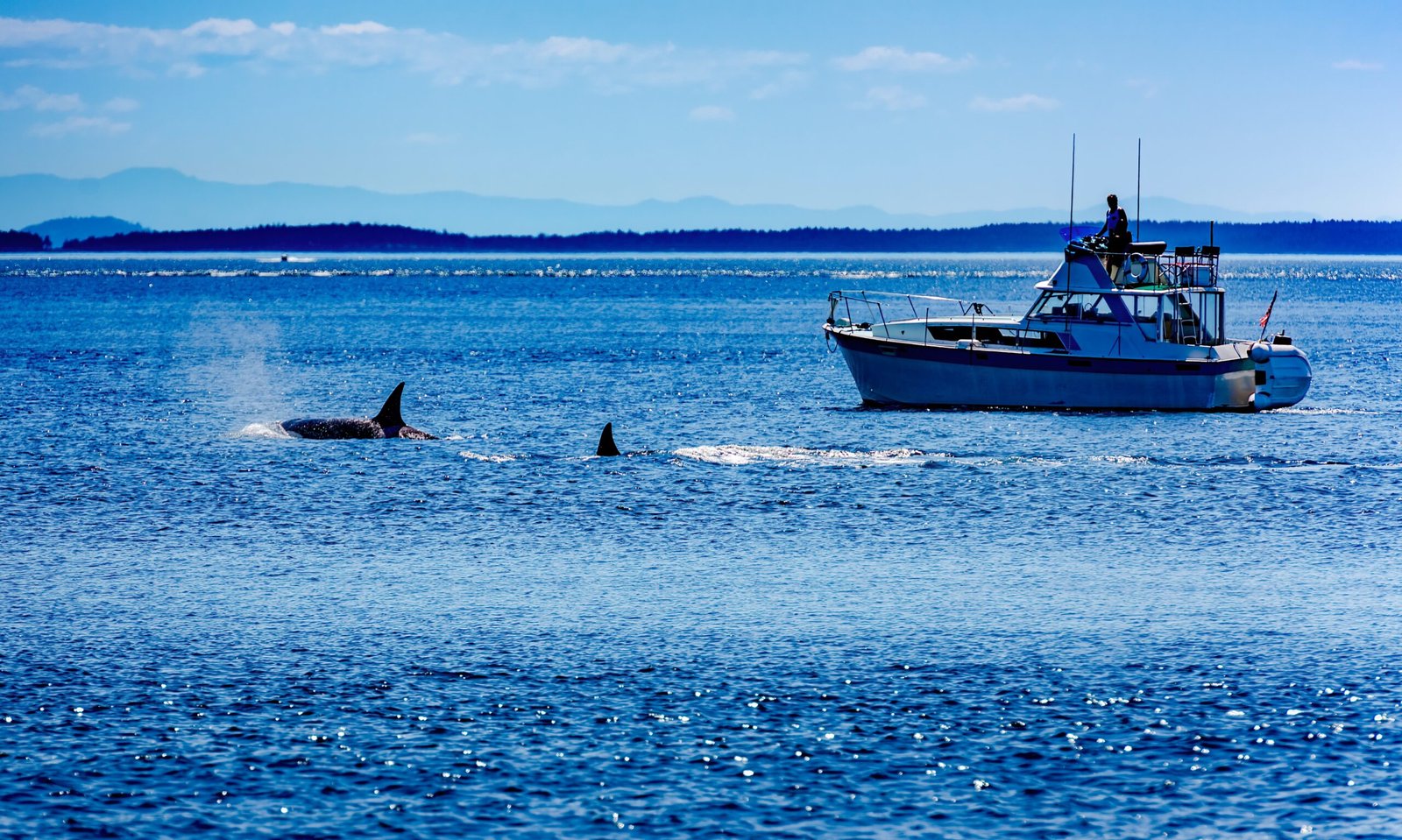 Read more about the article Local Wildlife Encounters While Boating